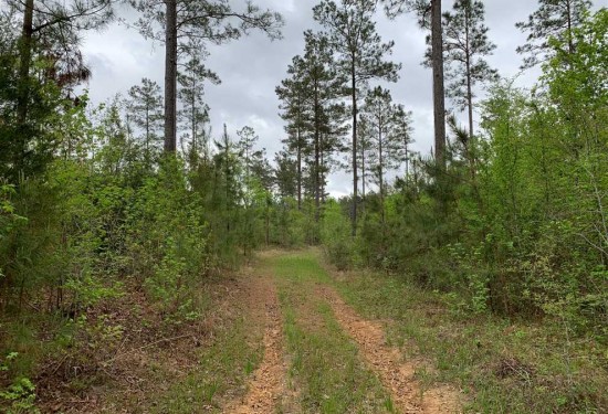 40.35 Acres of Land for Sale in jackson County Louisiana