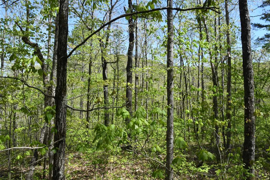 240 Acres of Recreational land for sale in Clinton, van buren County, Arkansas