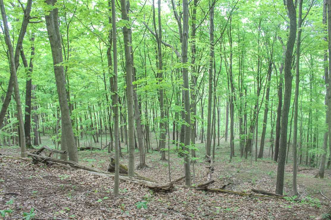 Barr Hollow Rd - 87 acres - Meigs County Real estate listing