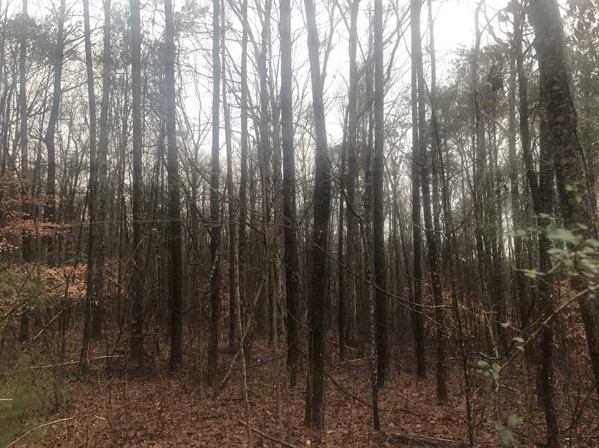 63 Acres of Recreational land for sale in Jasper, winston County, Alabama