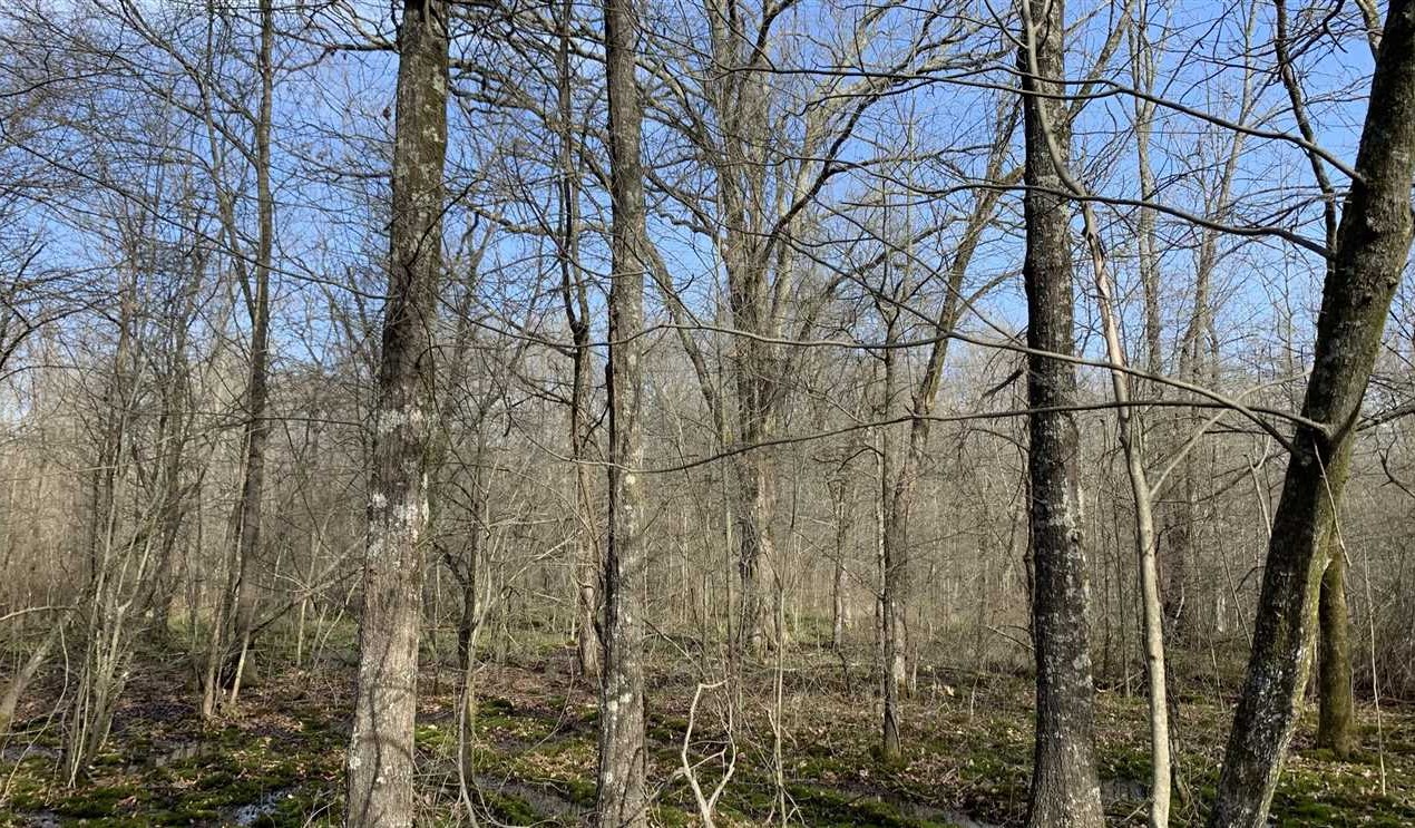 63 acres Timberland Real estate listing