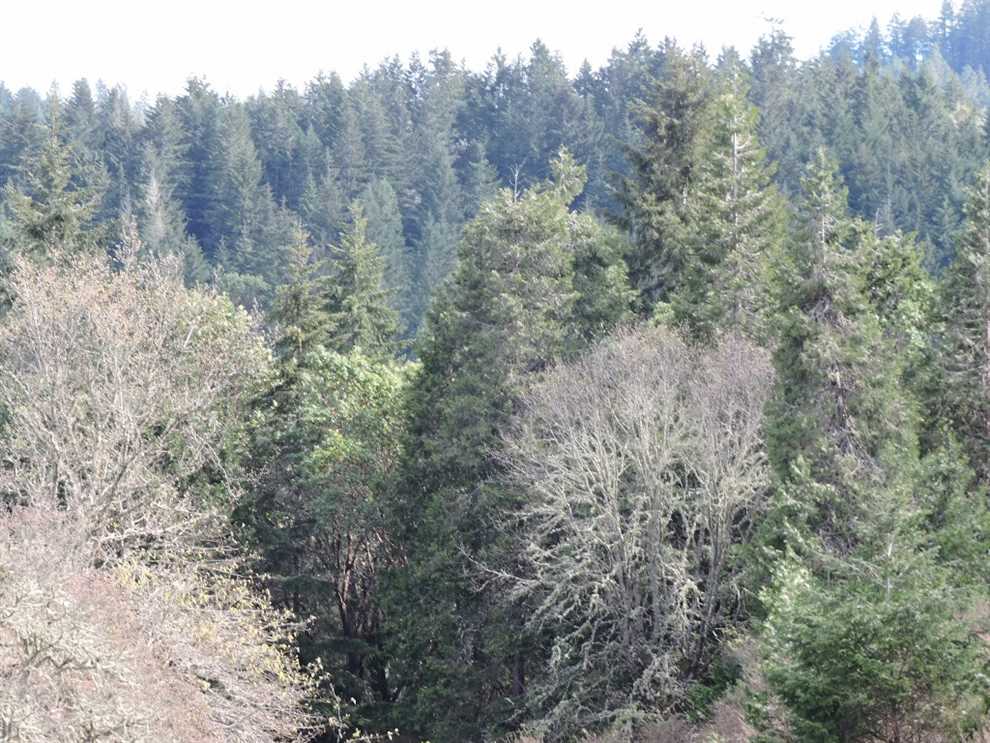 160.58 Acres of Residential land for sale in Myrtle Creek, douglas County, Oregon