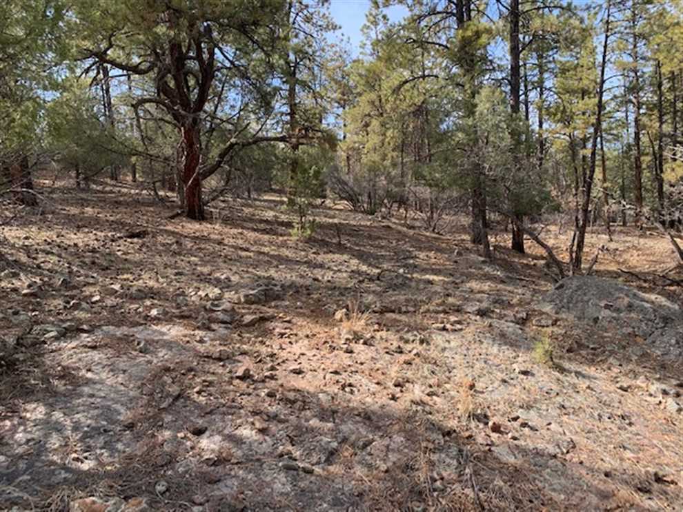 20 Acres of Land for sale in rio arriba County, New Mexico