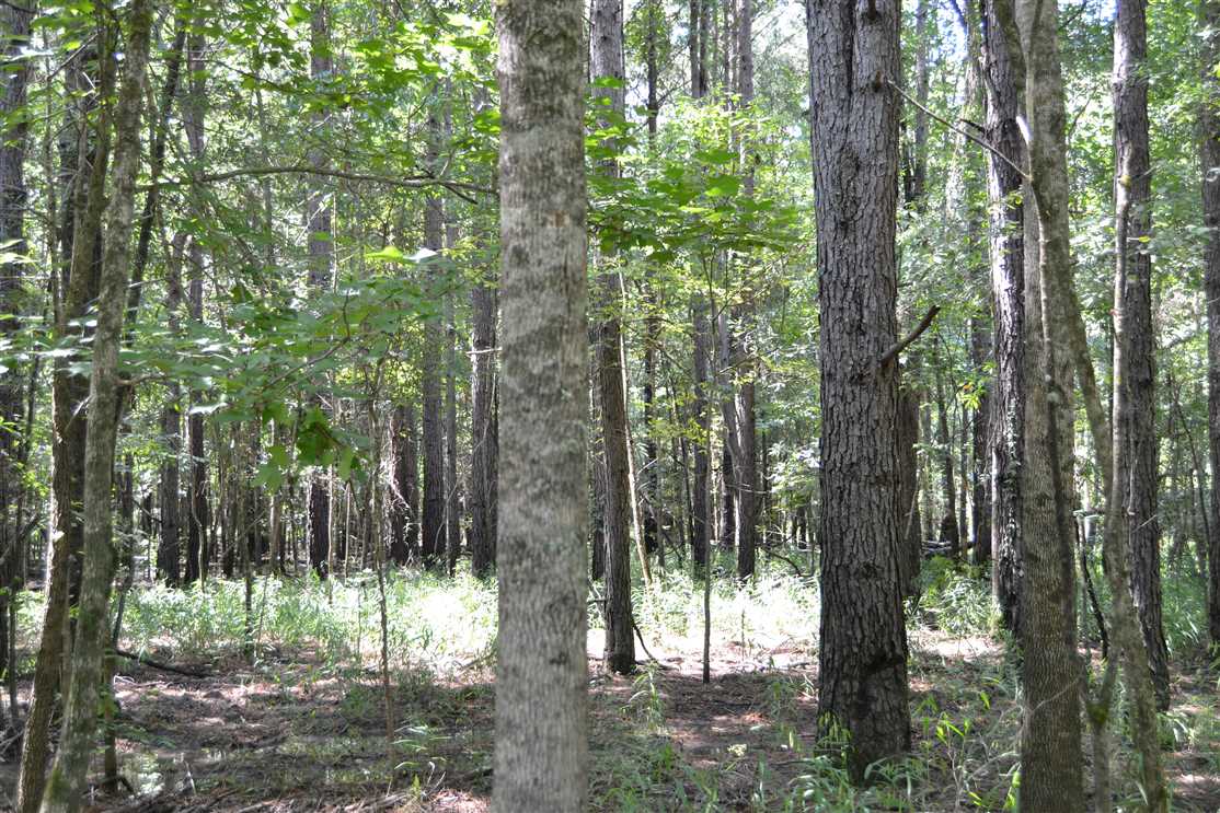 N Boat Ditch 200 Real estate listing