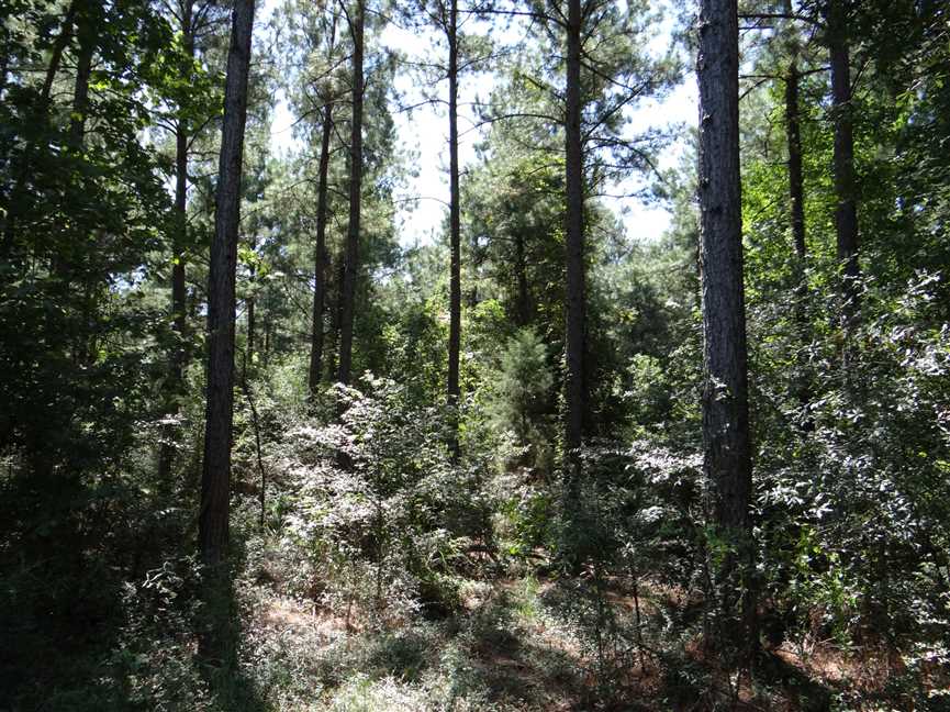 417 Acres of Recreational land for sale in Jamestown, bienville County, Louisiana