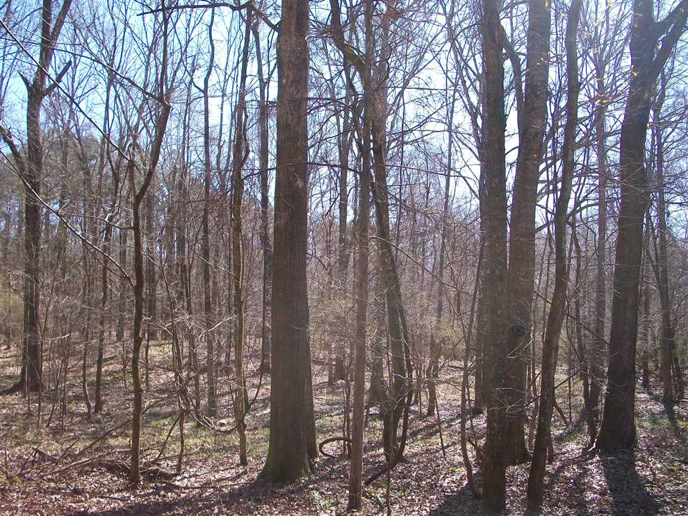 1294.76 Acres of Land for sale in claiborne County, Mississippi