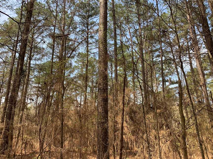 Boy Scout Tract, Union Parish, 70 acres +/- Real estate listing