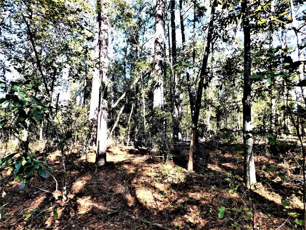 Small Acreage Deer Honey Hole in Orangeburg County, SC Real estate listing