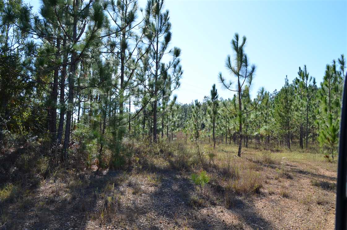 558 Acres of Land for sale in escambia County, Alabama