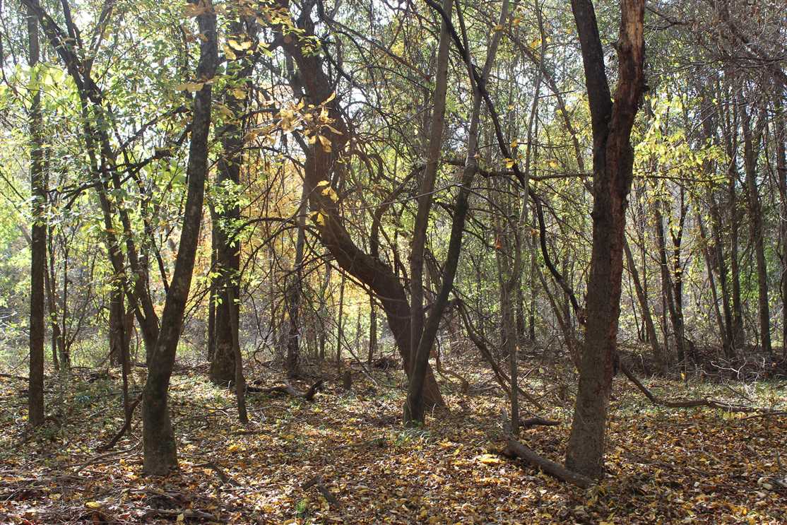 Hunting Ranch Getaway with Cozy Cabin in Popular Kiamichi Mountains, Moyers, OK 95 AC Real estate listing