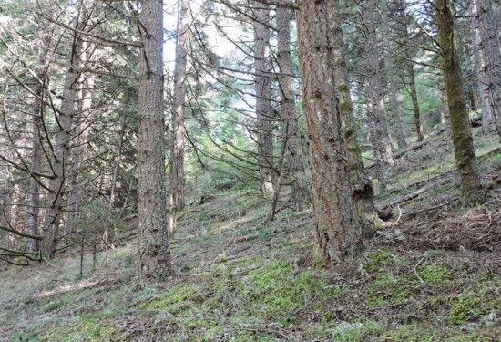 160.38 Acres of Land for Sale in douglas County Oregon