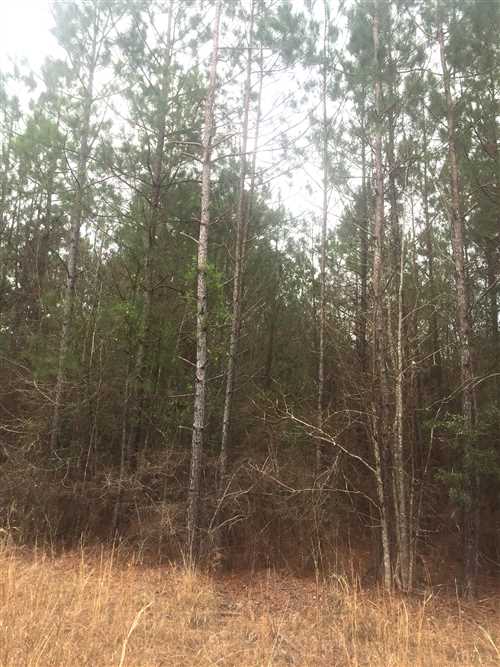514 Acres of Residential land for sale in Bancroft, beauregard County, Louisiana