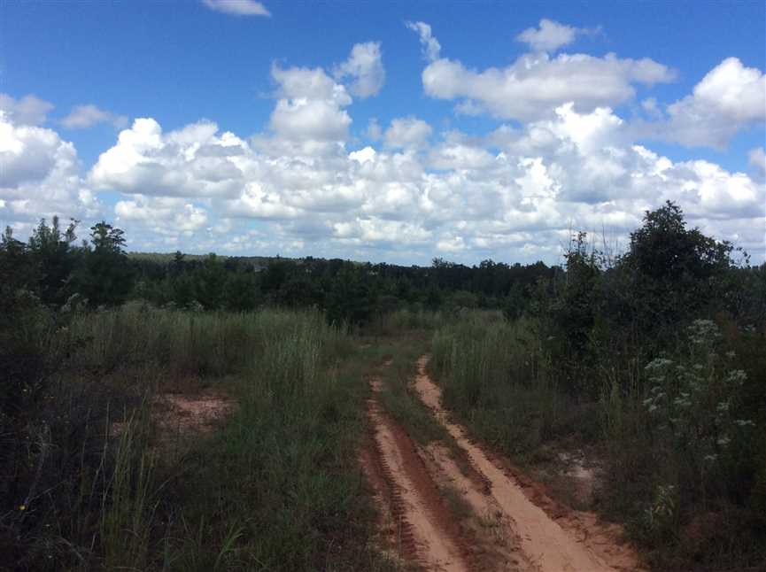 Robbins Creek Tract, Winn Parish, 73 Acres +/- Real estate listing