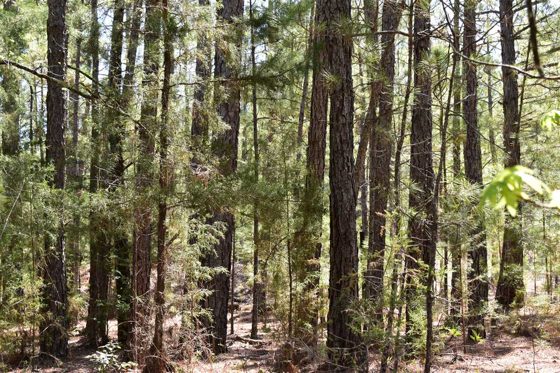 81.71 Acres of Land for sale in nevada County, Arkansas