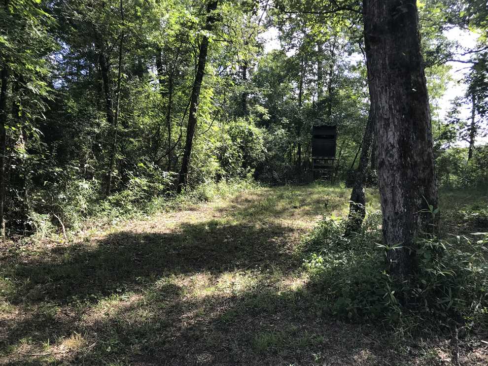 Timberland real estate available to buy