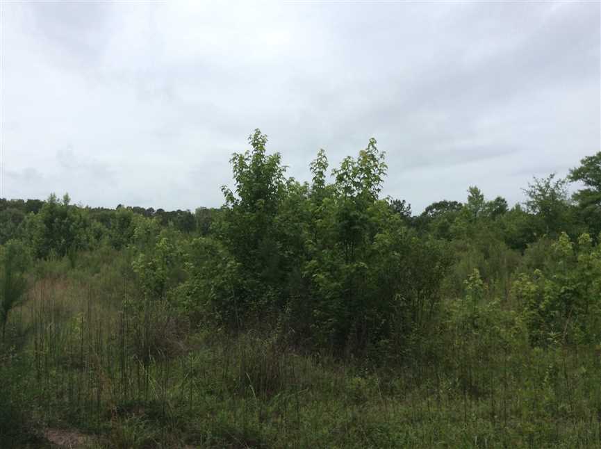 39.6 Acres of Recreational land for sale in Winnfield, winn County, Louisiana