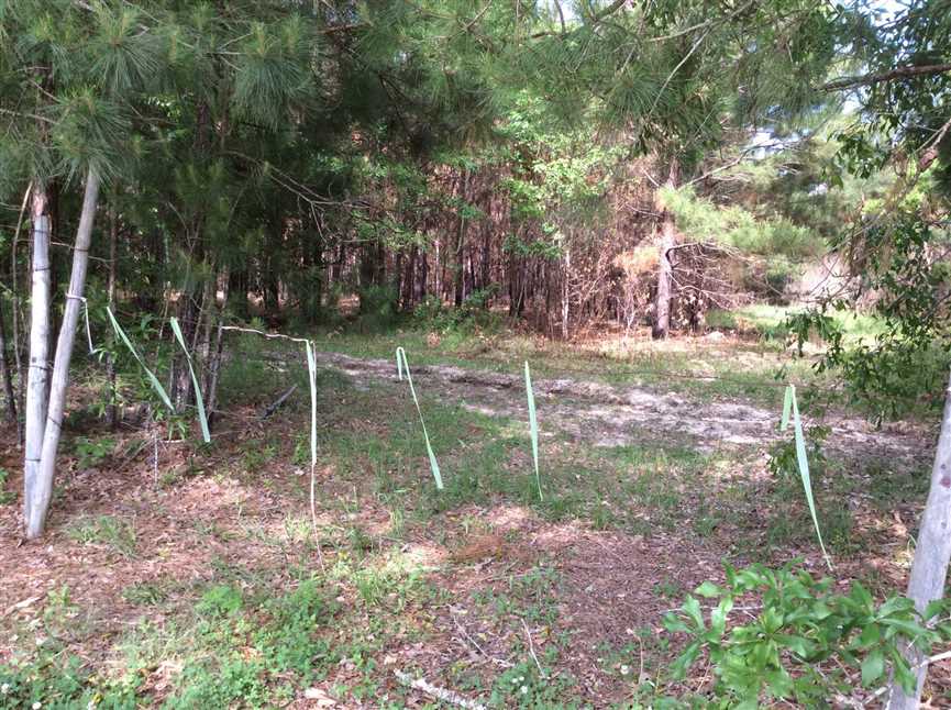 Timberland real estate available to buy