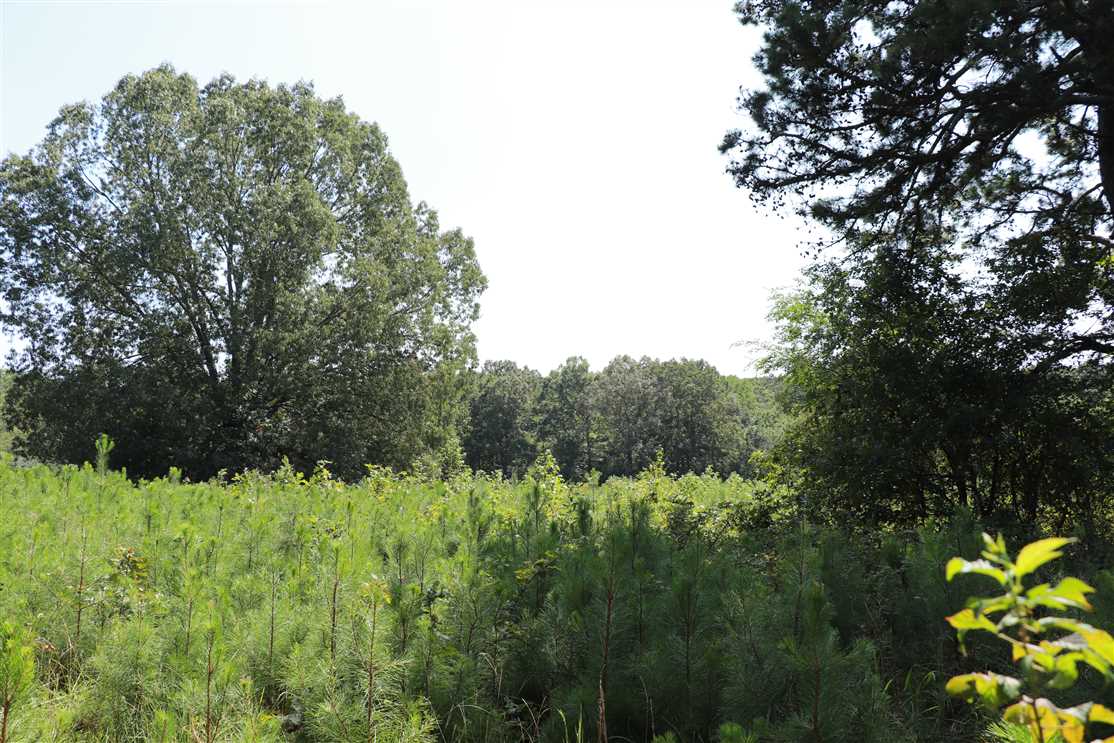 Residential and   property for sale on The Land Market