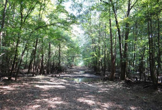 417 Acres of Land for Sale in bienville County Louisiana