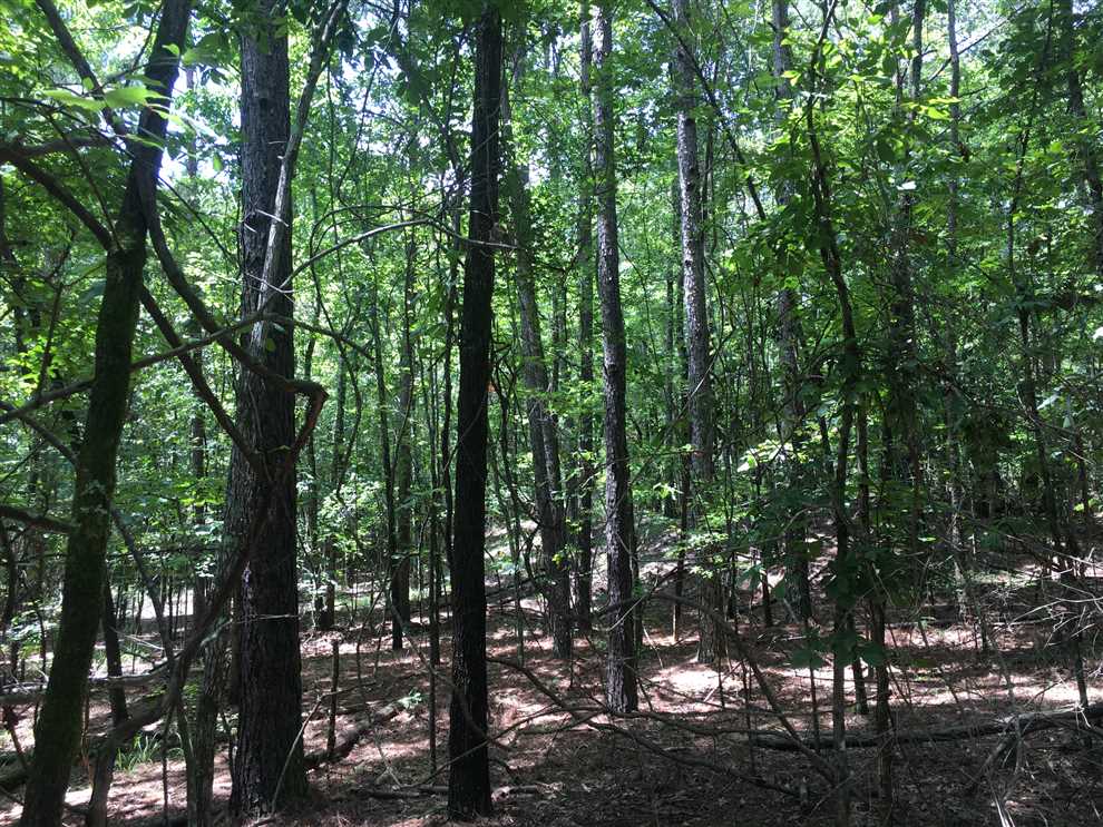 47 Acres of Recreational land for sale in Ackerman, choctaw County, Mississippi