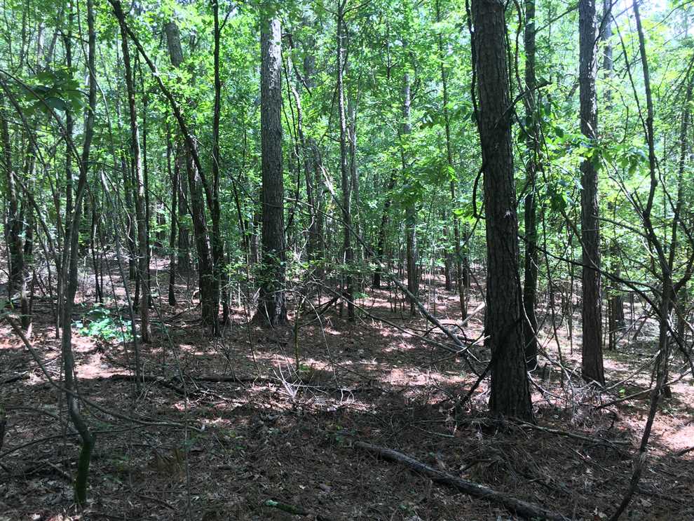 47 ac family hunting tract near Starkville, Ms Real estate listing