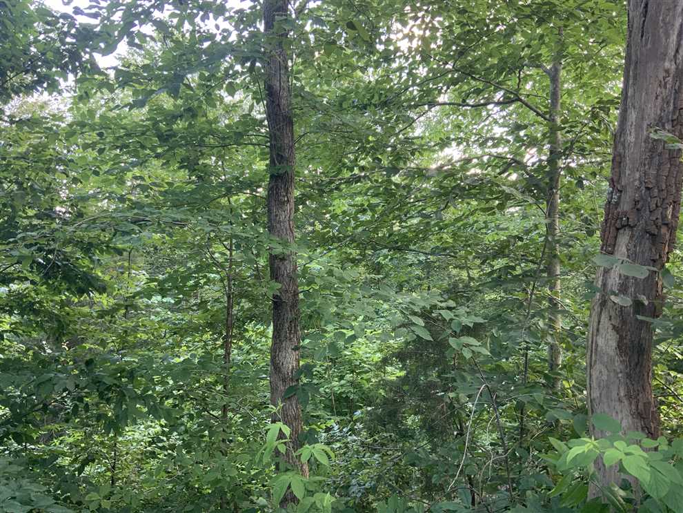 Amazing 139 Acre Blackberry Ridge property in Hickman County, Tennessee. Real estate listing