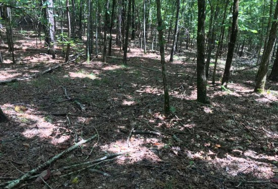 47 Acres of Land for Sale in choctaw County Mississippi