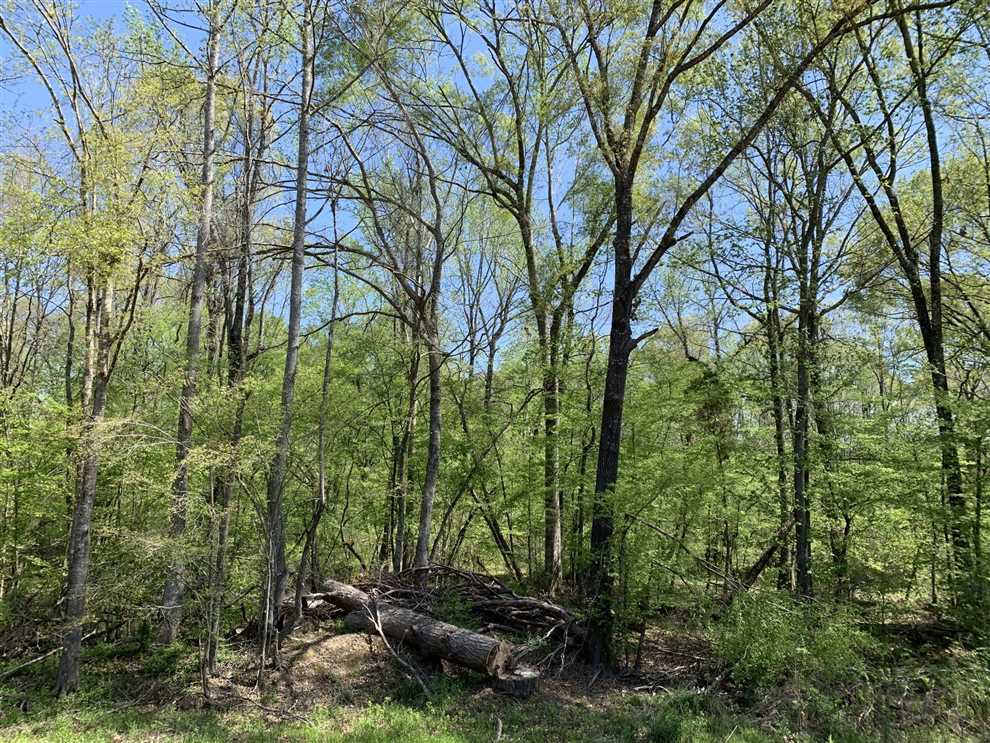 Bird Creek Tract of Caldwell Parish, 163 Acres +/- Real estate listing