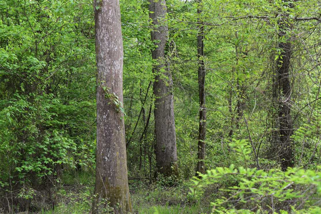 Recreational and   property for sale on The Land Market