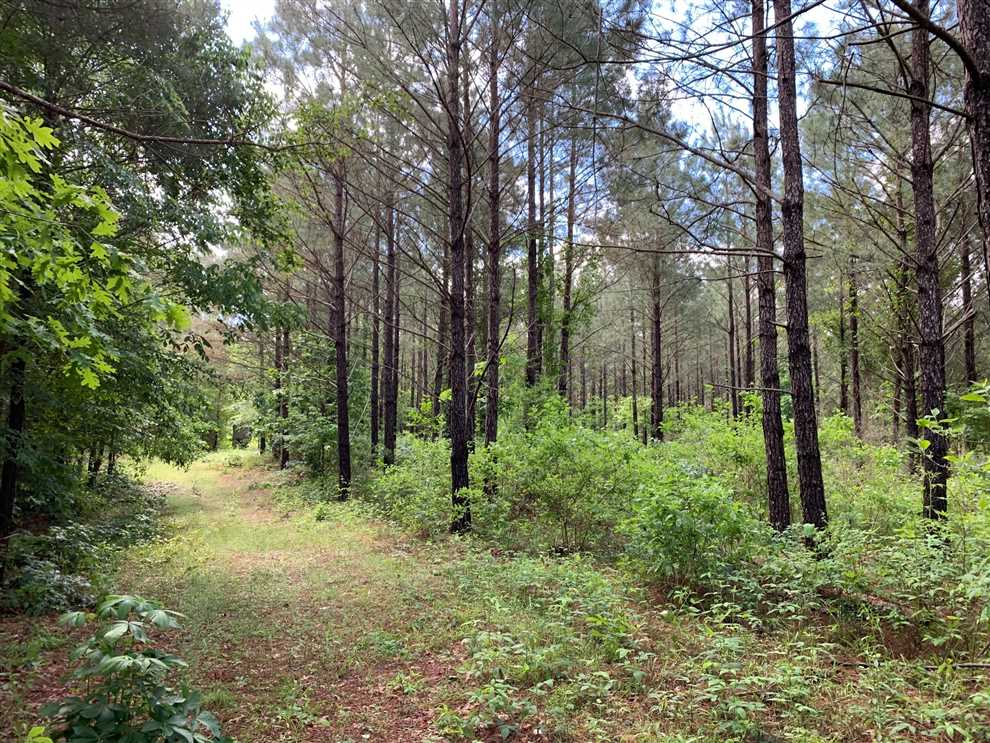 80 Acres of Land for sale in union County, Louisiana