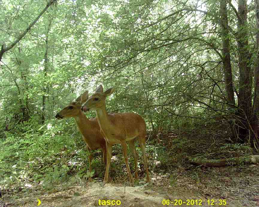 property for sale on The Land Market