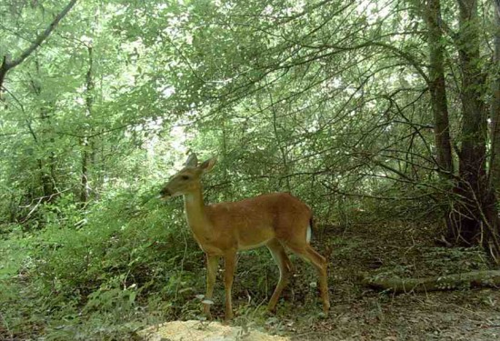 50 Acres of Land for Sale in west carroll County Louisiana