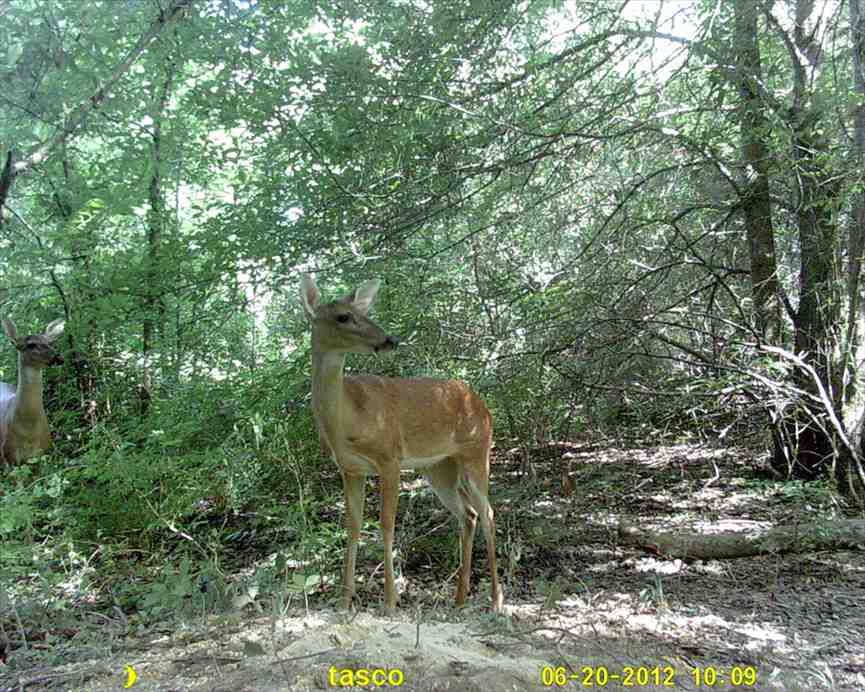 Land for sale to buy in 71263 zip code