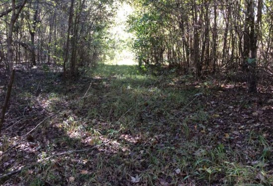 250 Acres of Land for Sale in la salle County Louisiana