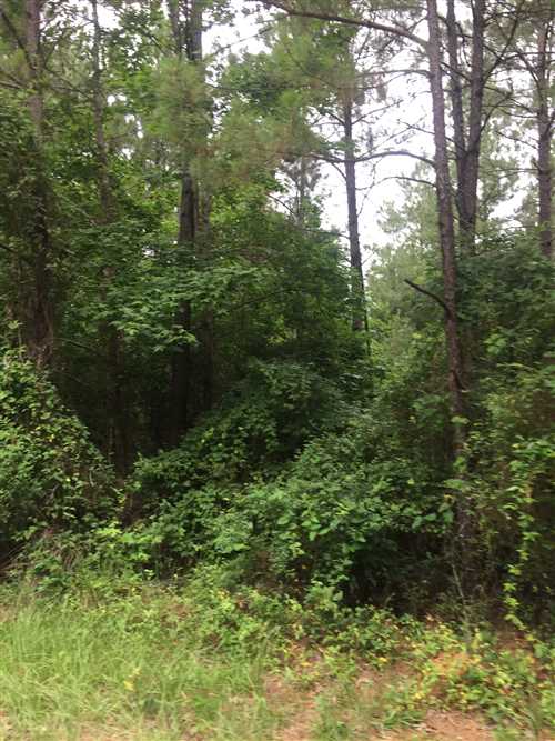 Timberland real estate available to buy