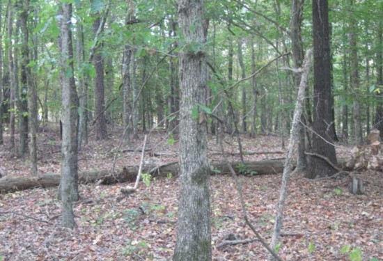 11 Acres of Land for Sale in carroll County Mississippi