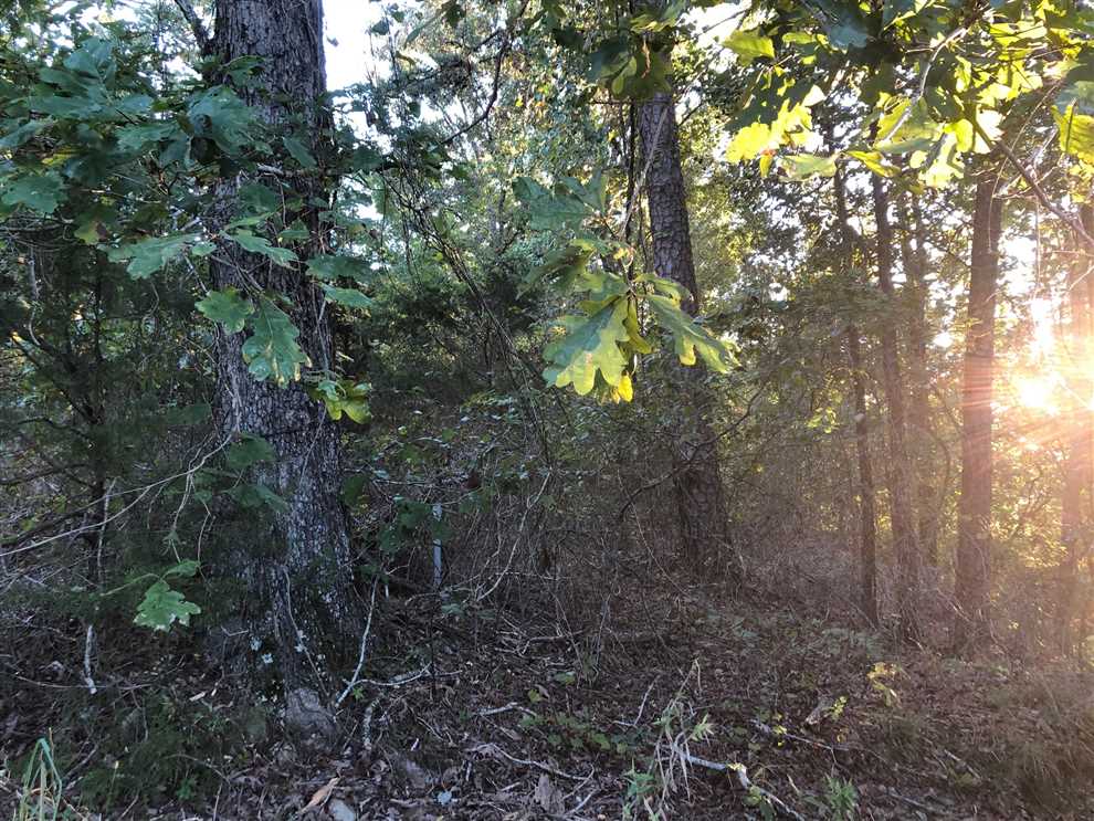 300 +/- acre hunting property near Clinton, AR Real estate listing