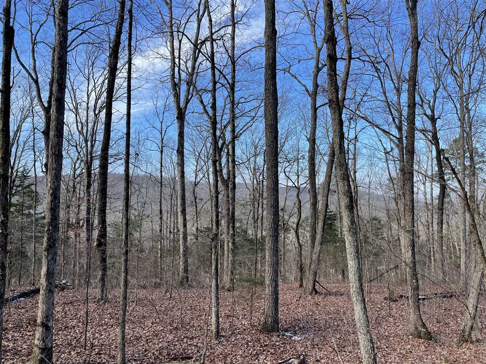 40 +/- acres of Hunting Land in Lawrence County, Alabama Real estate listing