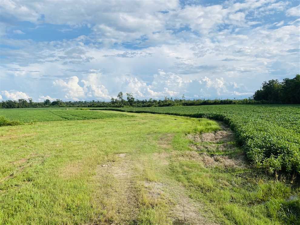 177 Acres of Residential land for sale in Whitakers, nash County, North Carolina