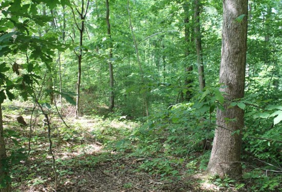 8.07 Acres of Land for Sale in dekalb County Tennessee