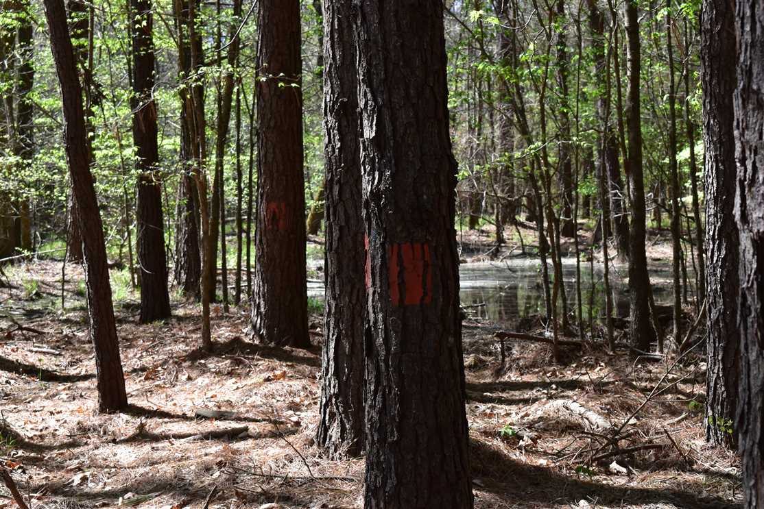 nevada County, Arkansas property for sale