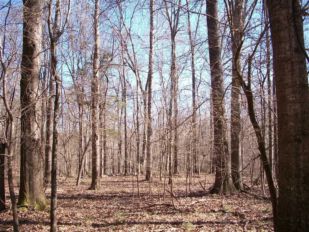 Recreational and   property for sale on The Land Market