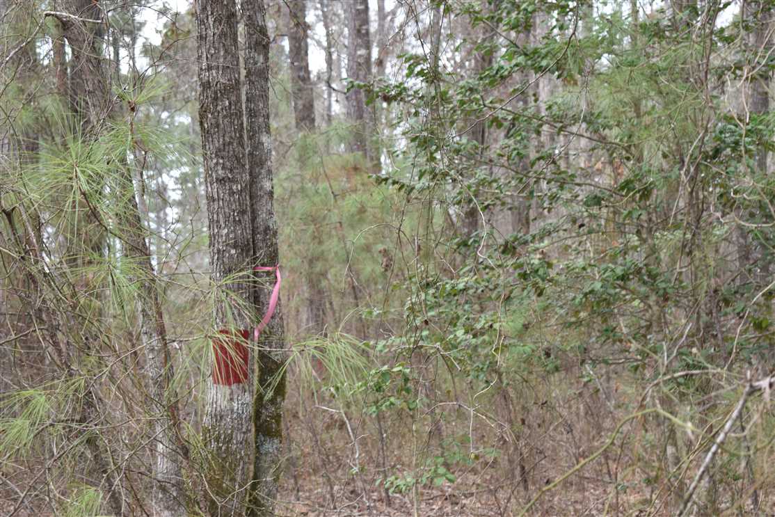 10 Acres of Recreational land for sale in Rosston, nevada County, Arkansas