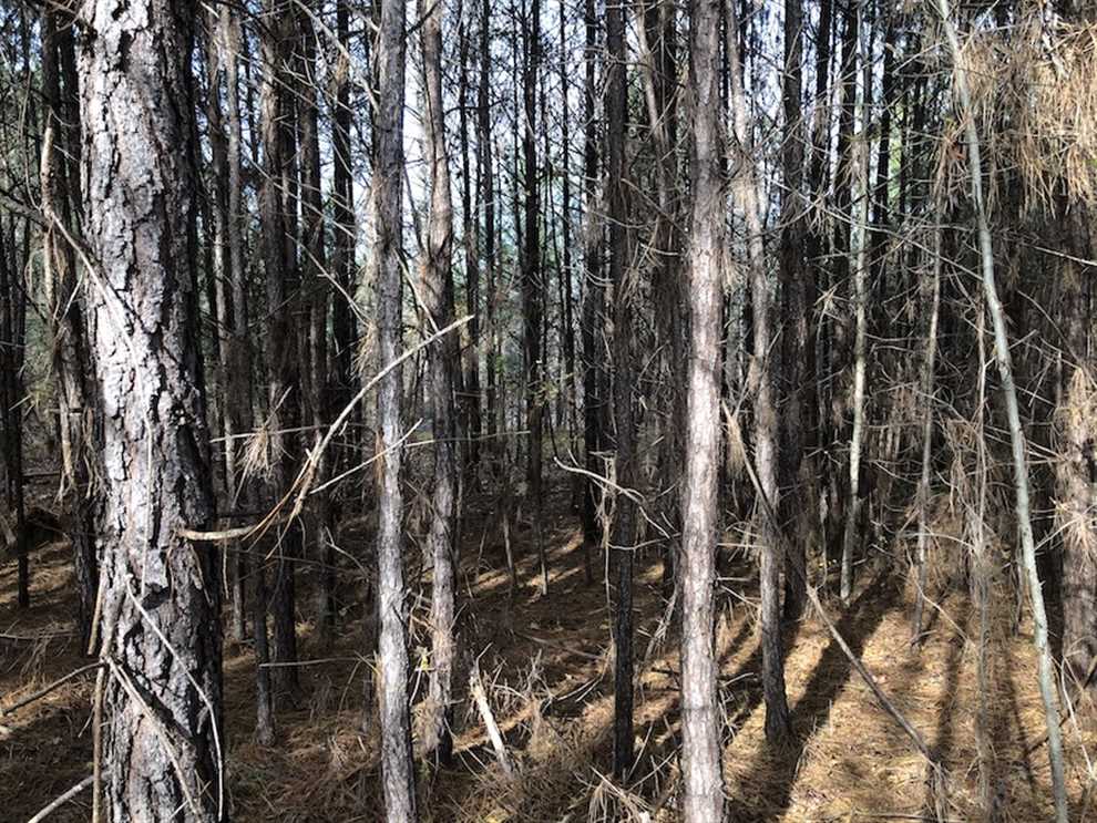 42 Acres of Hunting and Timber Land For Sale in Fairfield County SC! Real estate listing