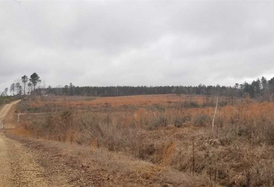 40 Acres of Land for Sale in winn County Louisiana