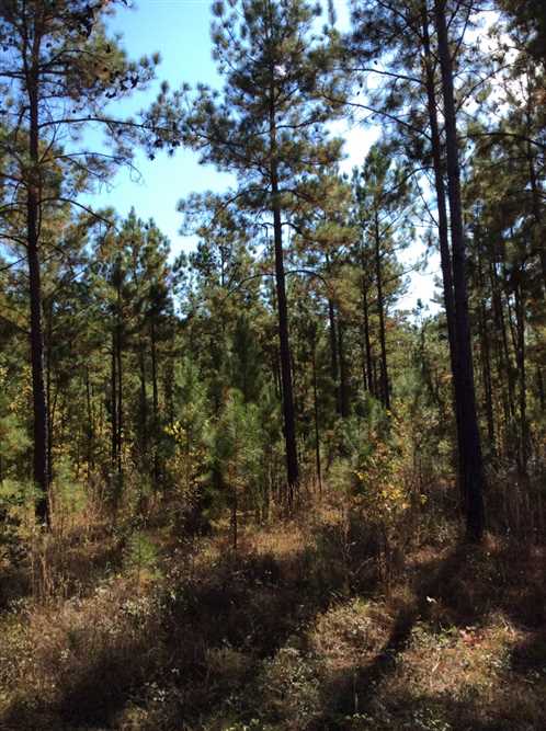 1690.81 Acres of Recreational land for sale in San Augustine, san augustine County, Texas