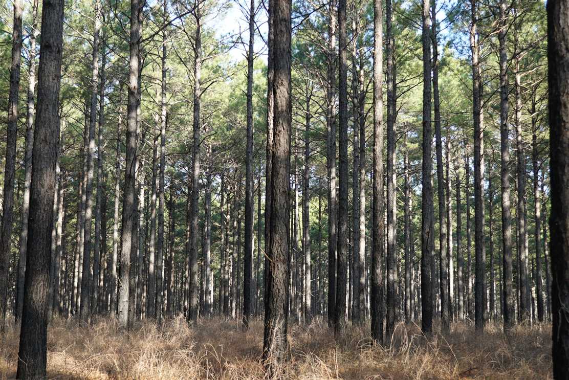 Houses and land for sale in Arkansas