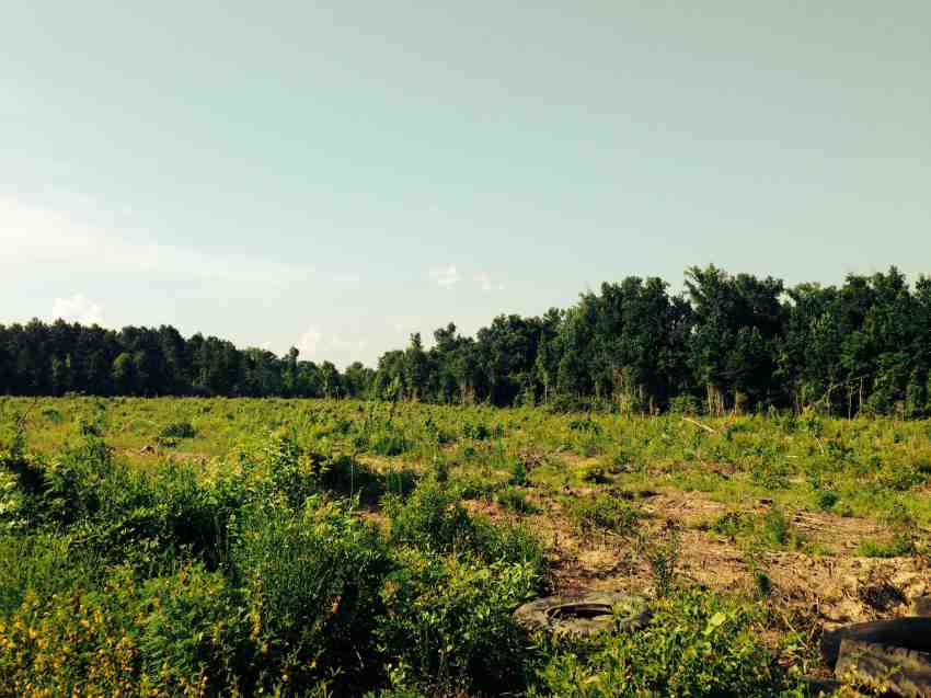 113.27 Acres of Recreational land for sale in Verda, grant County, Louisiana