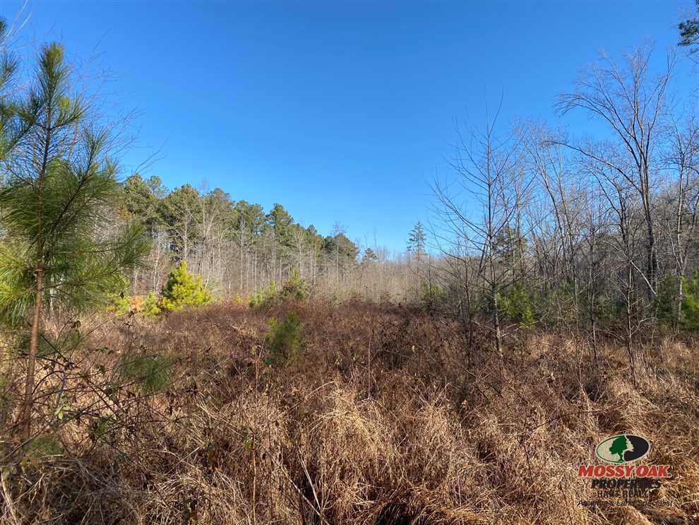 169 acres of great hunting close to Kentucky Lake Real estate listing