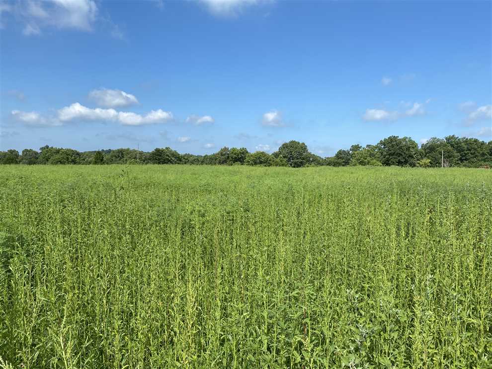 70.3 Acres of Residential land for sale in Shoals, martin County, Indiana